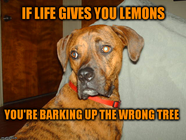 IF LIFE GIVES YOU LEMONS YOU'RE BARKING UP THE WRONG TREE | made w/ Imgflip meme maker