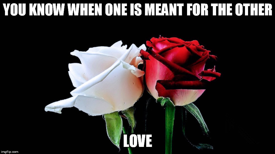 YOU KNOW WHEN ONE IS MEANT FOR THE OTHER; LOVE | image tagged in roses | made w/ Imgflip meme maker