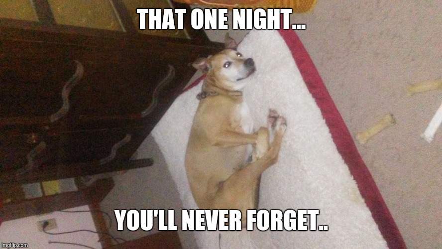 THAT ONE NIGHT... YOU'LL NEVER FORGET.. | image tagged in dogs pets funny | made w/ Imgflip meme maker