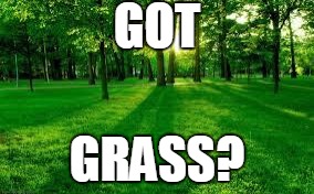 Grass and trees | GOT; GRASS? | image tagged in grass and trees | made w/ Imgflip meme maker