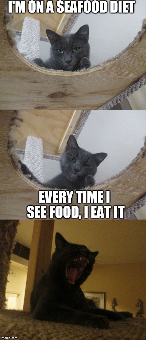 Bad Pun Cat | I'M ON A SEAFOOD DIET; EVERY TIME I SEE FOOD, I EAT IT | image tagged in cats,puns,bad pun cat | made w/ Imgflip meme maker
