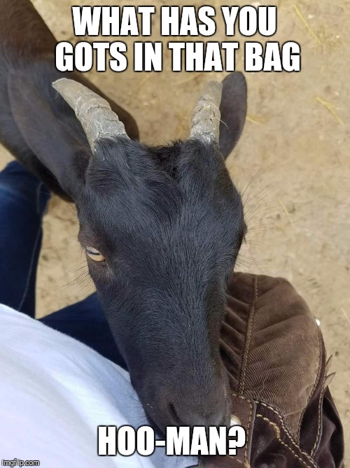 Goat Love | WHAT HAS YOU GOTS IN THAT BAG; HOO-MAN? | image tagged in goats,love,zoo,funny memes,funny animals,animals | made w/ Imgflip meme maker