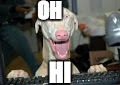 oh hi | OH; HI | image tagged in memes,funny memes,dog memes,animal memes,funny dog faces,dummy | made w/ Imgflip meme maker