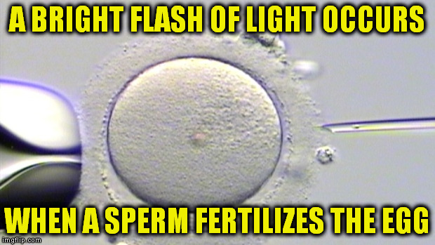 A BRIGHT FLASH OF LIGHT OCCURS WHEN A SPERM FERTILIZES THE EGG | made w/ Imgflip meme maker