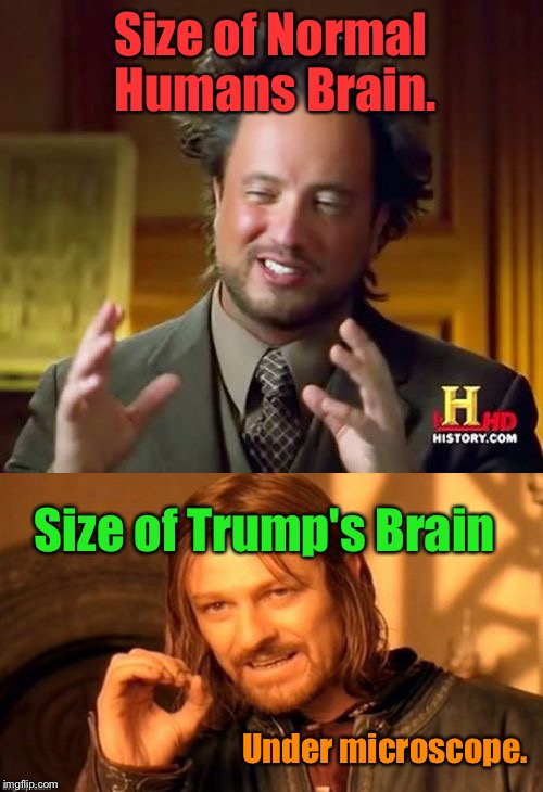 Why Are They Presidential Candidates? | Size of Normal Humans Brain. Size of Trump's Brain; Under microscope. | image tagged in donald trump,brains | made w/ Imgflip meme maker