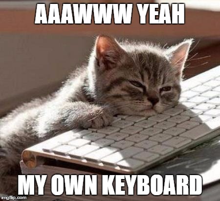 tired cat | AAAWWW YEAH; MY OWN KEYBOARD | image tagged in tired cat | made w/ Imgflip meme maker