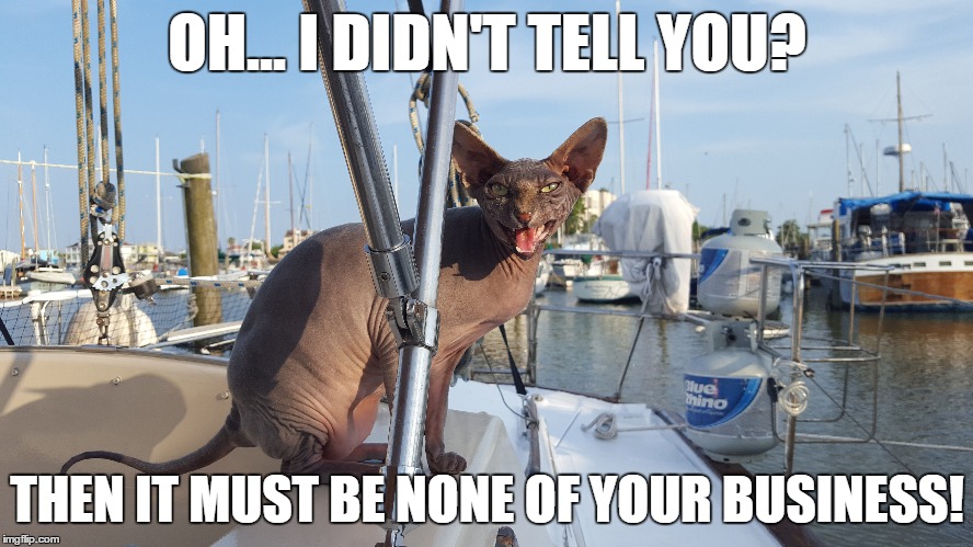 Nunyabidness MrFluffyBoatHag | OH... I DIDN'T TELL YOU? THEN IT MUST BE NONE OF YOUR BUSINESS! | image tagged in but thats none of my business,hairless,cat,nosey,leave me alone | made w/ Imgflip meme maker