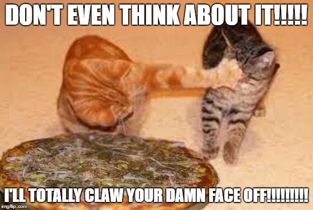 Greedy Cat | DON'T EVEN THINK ABOUT IT!!!!! I'LL TOTALLY CLAW YOUR DAMN FACE OFF!!!!!!!!! | image tagged in cats,memes,meme,funny memes | made w/ Imgflip meme maker