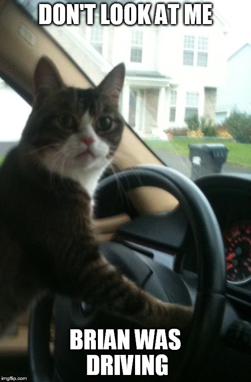 DON'T LOOK AT ME BRIAN WAS DRIVING | image tagged in jojo the driving cat | made w/ Imgflip meme maker