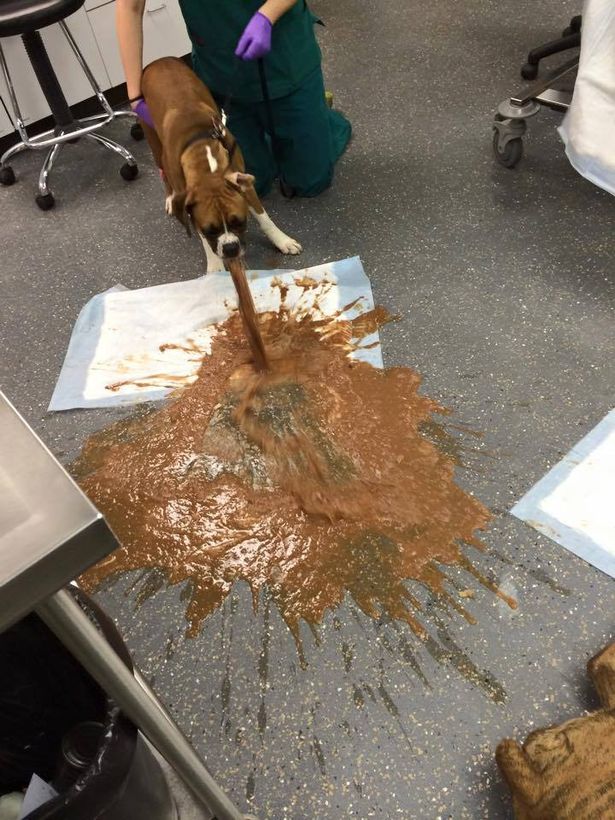 Dog vomiting chocolate Blank Template - Imgflip