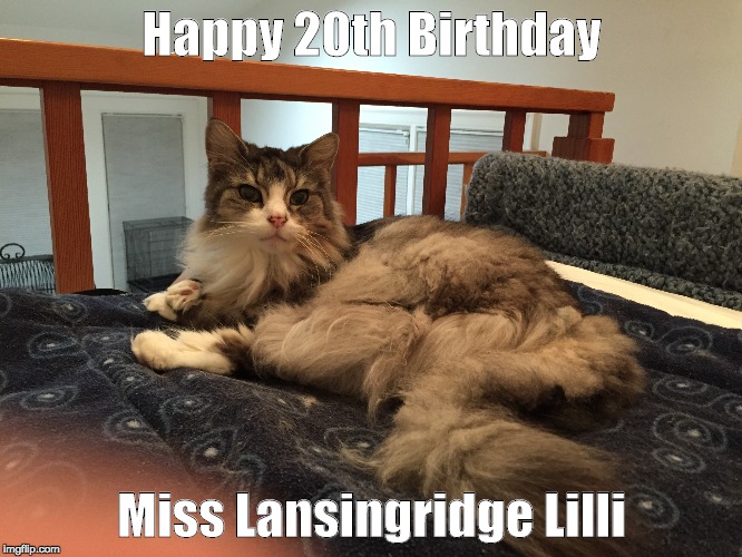 Lansingridge Lilli | Happy 20th Birthday; Miss Lansingridge Lilli | image tagged in lilli norwegian forest cat | made w/ Imgflip meme maker