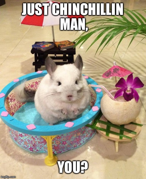 You may be chill, but you'll never be Chinchilla Chinchillin' in the pool with whatever drink that is chill. | JUST CHINCHILLIN MAN, YOU? | image tagged in chinchilla chinchillin,dank,relax,just chillin' | made w/ Imgflip meme maker