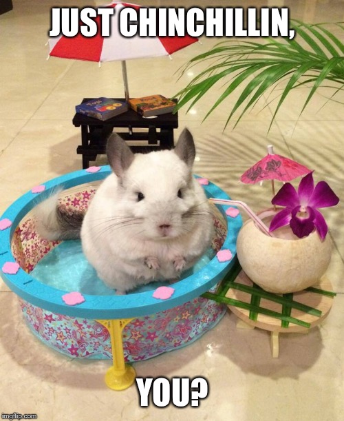 Chinchilla Chinchillin  | JUST CHINCHILLIN, YOU? | image tagged in chinchilla chinchillin | made w/ Imgflip meme maker