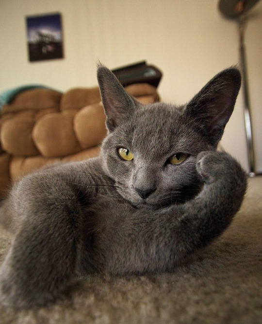 The most interesting cat in the world Blank Meme Template