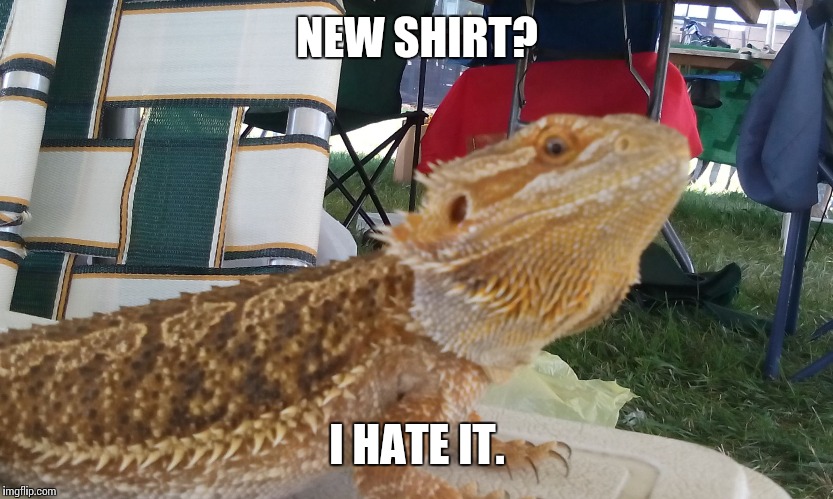 Hater Lizard | NEW SHIRT? I HATE IT. | image tagged in hater lizard | made w/ Imgflip meme maker