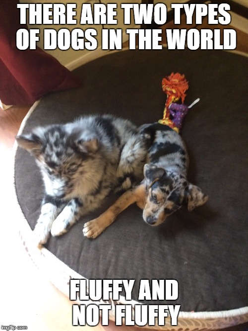 Dogs. | THERE ARE TWO TYPES OF DOGS IN THE WORLD; FLUFFY AND NOT FLUFFY | image tagged in dogs | made w/ Imgflip meme maker