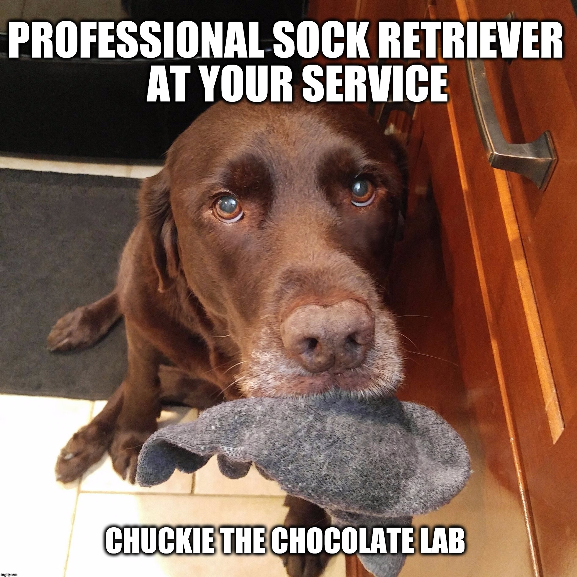 Professional Sock Retriever  |  PROFESSIONAL SOCK RETRIEVER    
AT YOUR SERVICE; CHUCKIE THE CHOCOLATE LAB | image tagged in chuckie the chocolate lab,sock,funny memes,dogs,retriever,funny dog memes | made w/ Imgflip meme maker