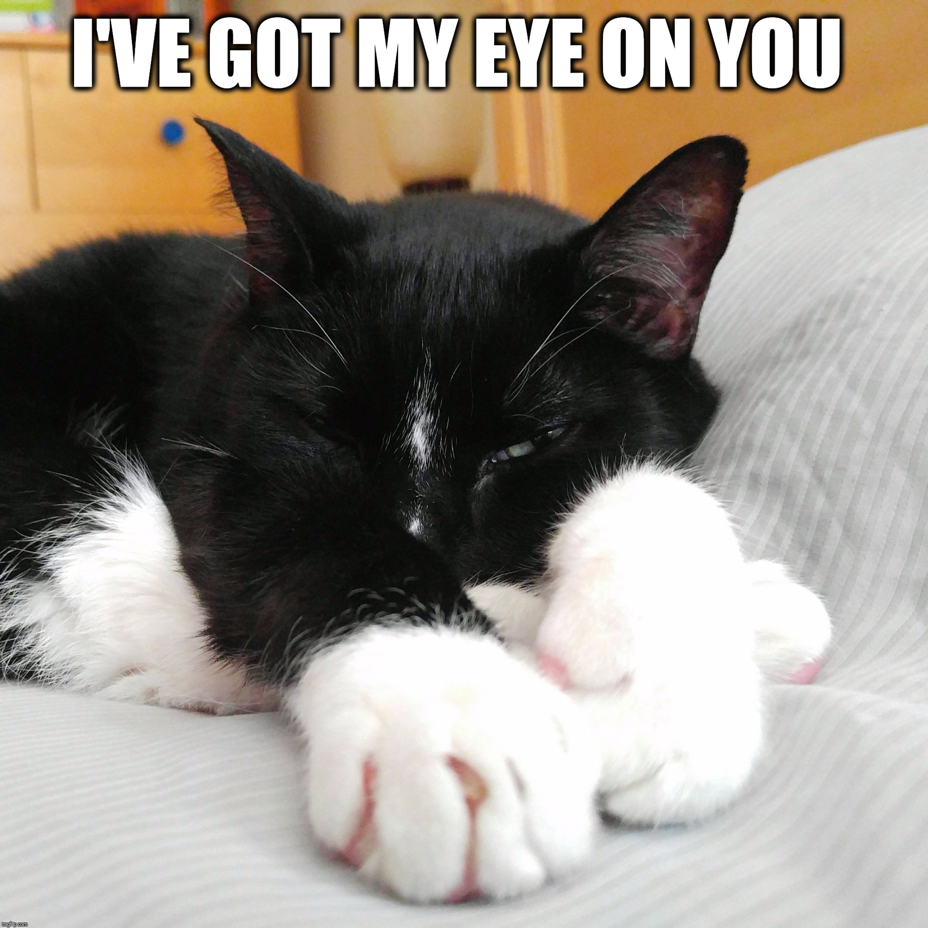 I've got my eye on you  |  I'VE GOT MY EYE ON YOU | image tagged in bert the cat,eye,funny cats,funny cat memes,cat memes,cat | made w/ Imgflip meme maker