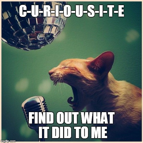 Sing it! | C-U-R-I-O-U-S-I-T-E; FIND OUT WHAT IT DID TO ME | image tagged in cats,curious cat,cat memes | made w/ Imgflip meme maker