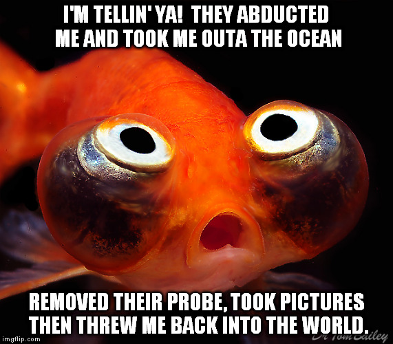 I'M TELLIN' YA!  THEY ABDUCTED ME AND TOOK ME OUTA THE OCEAN; REMOVED THEIR PROBE, TOOK PICTURES THEN THREW ME BACK INTO THE WORLD. | image tagged in terrified goldfish | made w/ Imgflip meme maker