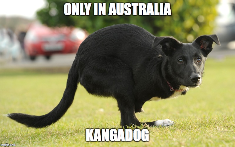 ONLY IN AUSTRALIA; KANGADOG | image tagged in funny | made w/ Imgflip meme maker