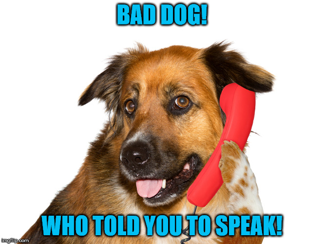 Who's been a bad dog? | BAD DOG! WHO TOLD YOU TO SPEAK! | image tagged in dog on the phone,bad dog,why is he using a landline,dog speak | made w/ Imgflip meme maker