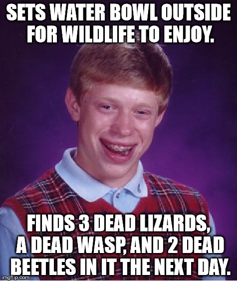 Bad Luck Brian | SETS WATER BOWL OUTSIDE FOR WILDLIFE TO ENJOY. FINDS 3 DEAD LIZARDS, A DEAD WASP, AND 2 DEAD BEETLES IN IT THE NEXT DAY. | image tagged in memes,bad luck brian | made w/ Imgflip meme maker