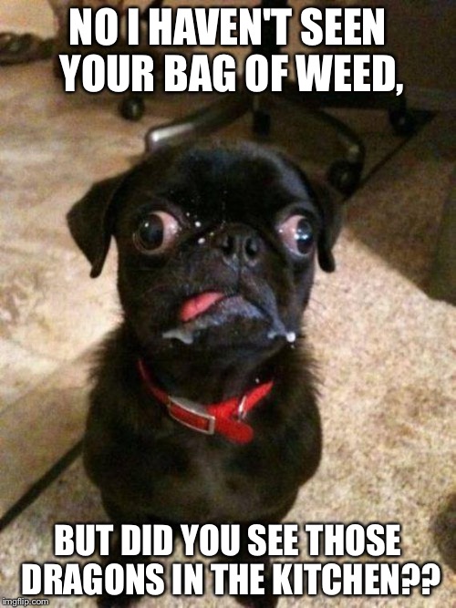 That puppy looks stoned! | NO I HAVEN'T SEEN YOUR BAG OF WEED, BUT DID YOU SEE THOSE DRAGONS IN THE KITCHEN?? | image tagged in crazy dog | made w/ Imgflip meme maker