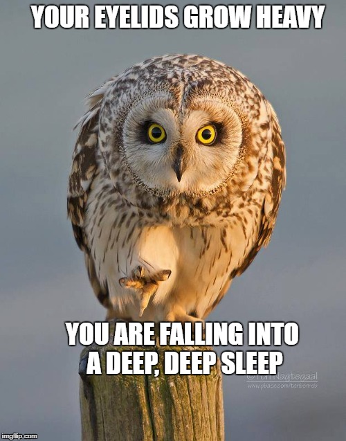 owl hypnotist  | YOUR EYELIDS GROW HEAVY; YOU ARE FALLING INTO A DEEP, DEEP SLEEP | image tagged in owl,hypnotism | made w/ Imgflip meme maker