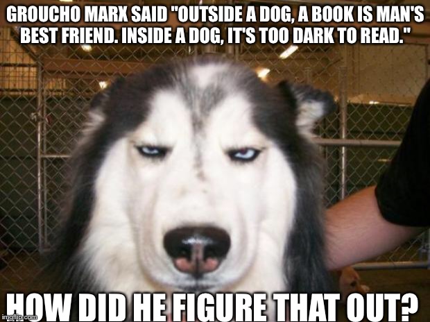 Annoyed dog? How about angry dog! Grrrrr. | GROUCHO MARX SAID "OUTSIDE A DOG, A BOOK IS MAN'S BEST FRIEND. INSIDE A DOG, IT'S TOO DARK TO READ."; HOW DID HE FIGURE THAT OUT? | image tagged in annoyed dog,groucho marx | made w/ Imgflip meme maker