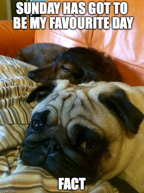 SUNDAY HAS GOT TO BE MY FAVOURITE DAY; FACT | image tagged in pug life | made w/ Imgflip meme maker