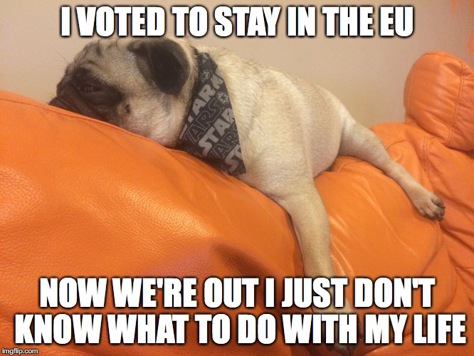  I VOTED TO STAY IN THE EU; NOW WE'RE OUT I JUST DON'T KNOW WHAT TO DO WITH MY LIFE | image tagged in pug lazy | made w/ Imgflip meme maker