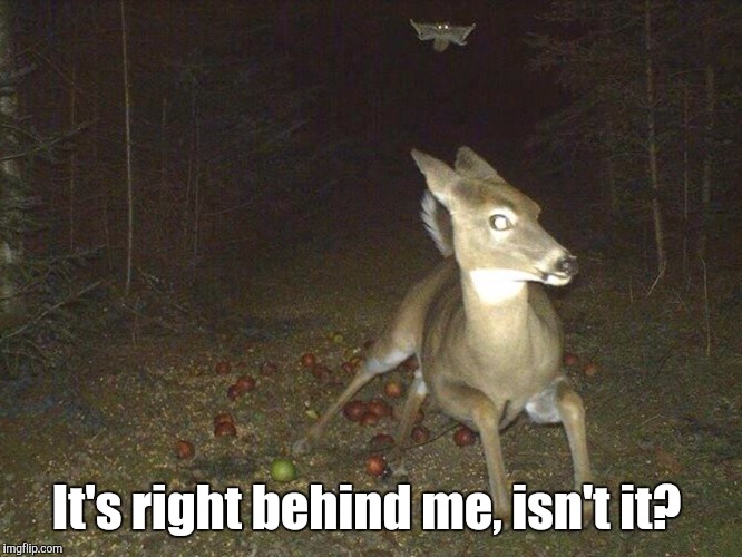 Go to the apple orchard at night they said. Nothing to be afraid of they said...  | It's right behind me, isn't it? | image tagged in animals,funny meme | made w/ Imgflip meme maker