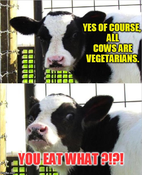 When a cow finds out he's food | YES OF COURSE, ALL COWS ARE VEGETARIANS. YOU EAT WHAT ?!?! | image tagged in cows,memes,funny,vegetarian | made w/ Imgflip meme maker