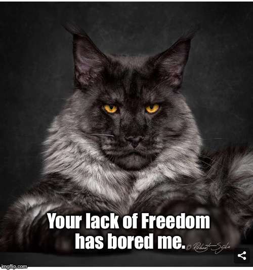 Your lack of Freedom has bored me. | image tagged in freedom | made w/ Imgflip meme maker