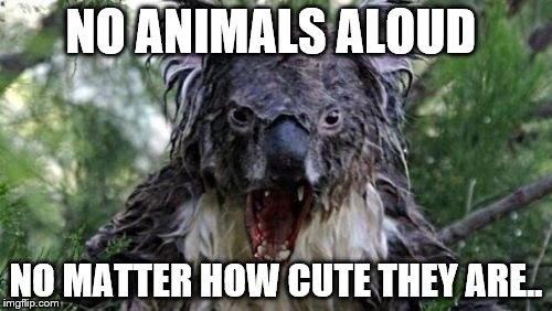 Angry Koala Meme | NO ANIMALS ALOUD; NO MATTER HOW CUTE THEY ARE.. | image tagged in memes,angry koala | made w/ Imgflip meme maker