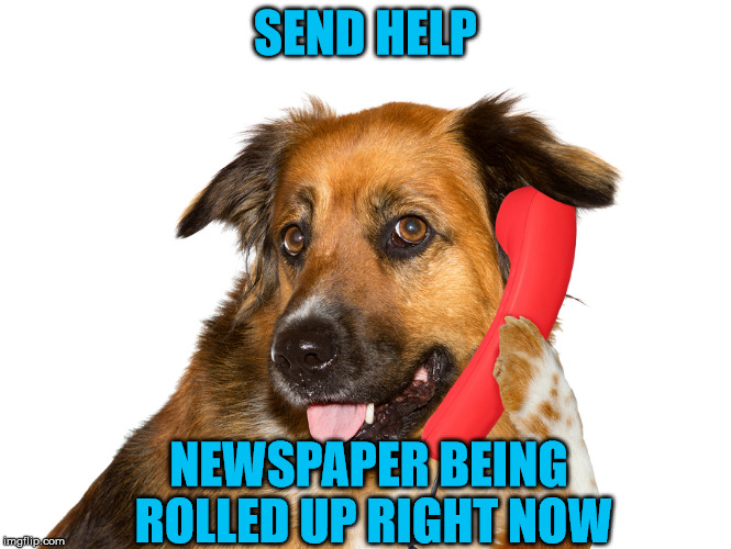 SEND HELP NEWSPAPER BEING ROLLED UP RIGHT NOW | image tagged in dog on the phone | made w/ Imgflip meme maker