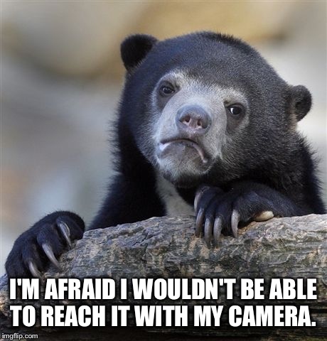 Confession Bear Meme | I'M AFRAID I WOULDN'T BE ABLE TO REACH IT WITH MY CAMERA. | image tagged in memes,confession bear | made w/ Imgflip meme maker