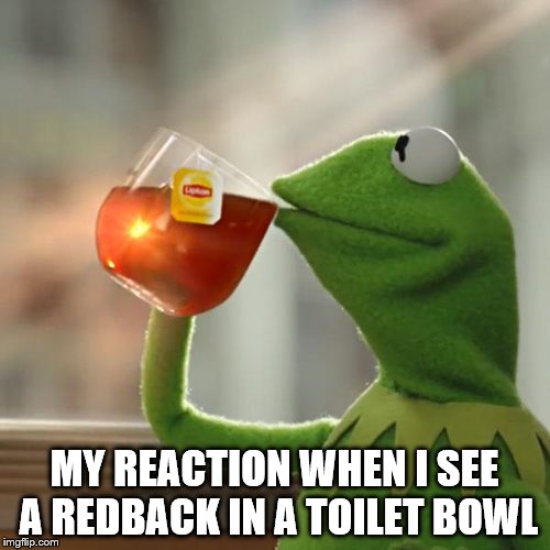 But That's None Of My Business Meme | MY REACTION WHEN I SEE A REDBACK IN A TOILET BOWL | image tagged in memes,but thats none of my business,kermit the frog | made w/ Imgflip meme maker