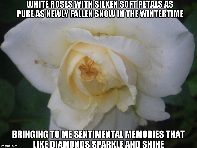 White Roses | WHITE ROSES WITH SILKEN SOFT PETALS
AS PURE AS NEWLY FALLEN SNOW IN THE WINTERTIME; BRINGING TO ME SENTIMENTAL MEMORIES
THAT LIKE DIAMONDS SPARKLE AND SHINE | image tagged in white roses,diamonds,memories | made w/ Imgflip meme maker
