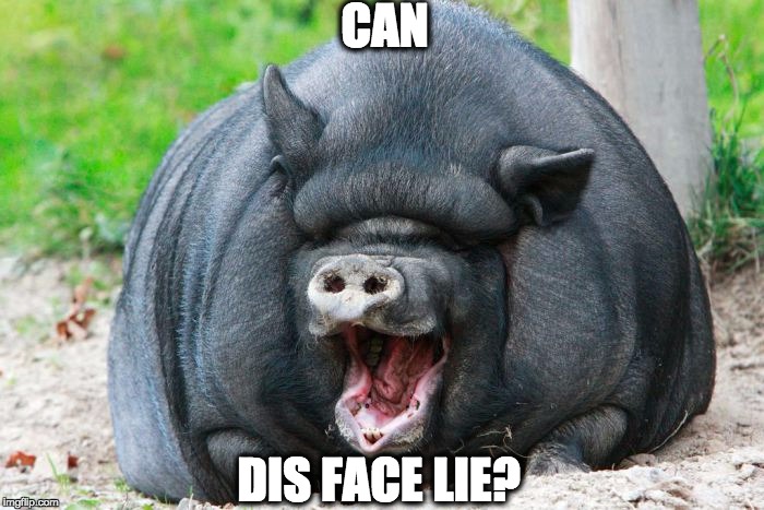 Can dis face lie? | CAN; DIS FACE LIE? | image tagged in pig lieing face,memes,funny memes,memes that will make you cry and laugh | made w/ Imgflip meme maker