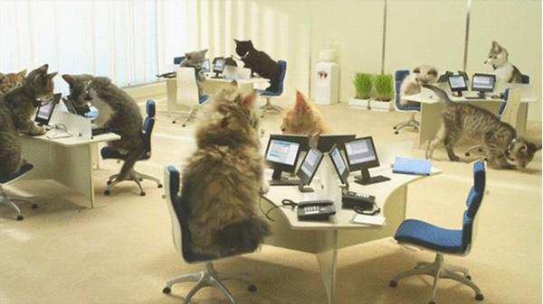 Cat Office Blank Meme Template