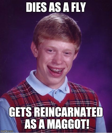 Bad Luck Brian Meme | DIES AS A FLY GETS REINCARNATED AS A MAGGOT! | image tagged in memes,bad luck brian | made w/ Imgflip meme maker