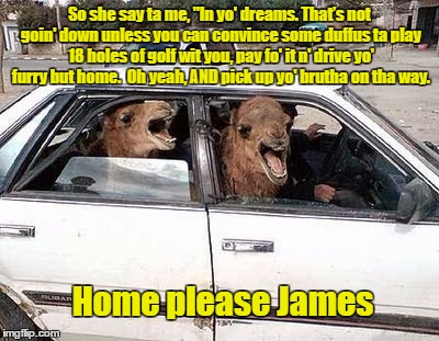 Gotcha Now Girl | So she say ta me, "In yo' dreams. That’s not goin' down unless you can convince some duffus ta play 18 holes of golf wit you, pay fo' it n' drive yo' furry but home.  Oh yeah, AND pick up yo' brutha on tha way. Home please James | image tagged in memes,camels | made w/ Imgflip meme maker