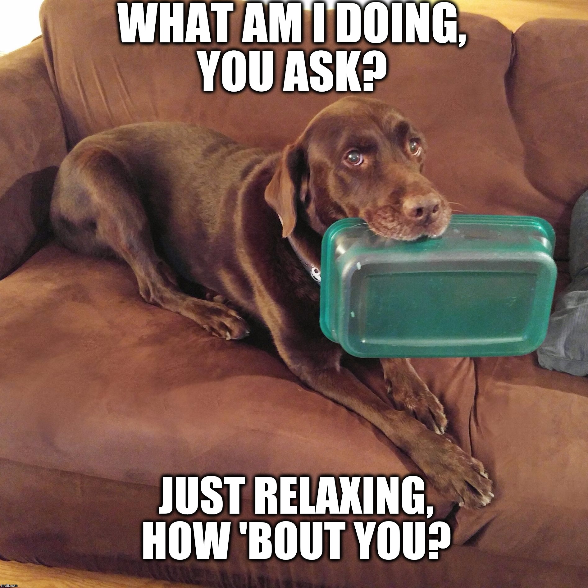 Nothing to see here  | WHAT AM I DOING, YOU ASK? JUST RELAXING, HOW 'BOUT YOU? | image tagged in chuckie the chocolate lab,funny dogs,funny memes,labrador,dog,funny | made w/ Imgflip meme maker
