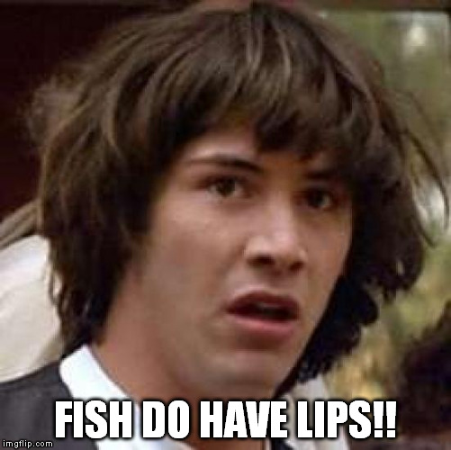 Conspiracy Keanu Meme | FISH DO HAVE LIPS!! | image tagged in memes,conspiracy keanu | made w/ Imgflip meme maker