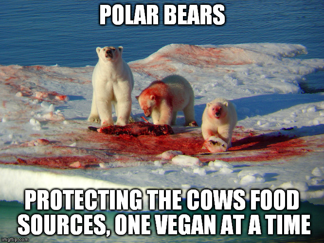 Munchy Polar Bears | POLAR BEARS; PROTECTING THE COWS FOOD SOURCES, ONE VEGAN AT A TIME | image tagged in polar bear,munchy,vegans | made w/ Imgflip meme maker
