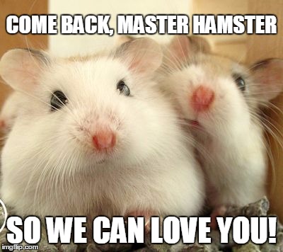 Master Hamster Come Back | COME BACK, MASTER HAMSTER; SO WE CAN LOVE YOU! | image tagged in hamster | made w/ Imgflip meme maker