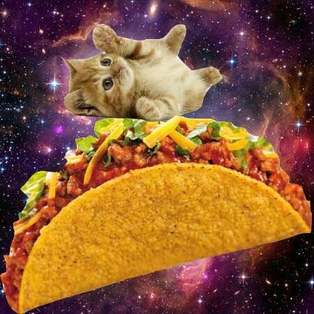 High Quality Taco Kitten Blank Meme Template