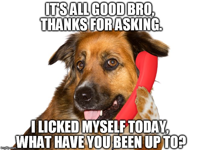 IT'S ALL GOOD BRO, THANKS FOR ASKING. I LICKED MYSELF TODAY, WHAT HAVE YOU BEEN UP TO? | image tagged in dog on the phone | made w/ Imgflip meme maker